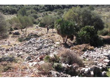 El poblat talaiòtic el Claper dels Gegants treu a la llum part de les estructures després de la neteja vegetal