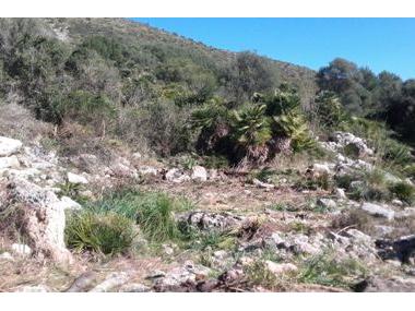 El poblat talaiòtic el Claper dels Gegants treu a la llum part de les estructures després de la neteja vegetal