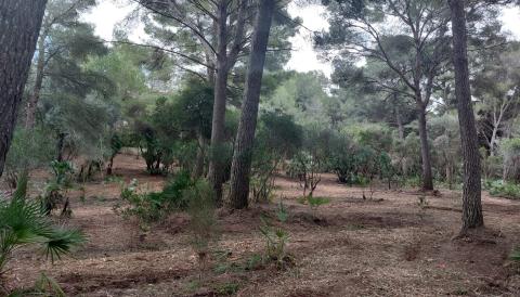 L'Ajuntament de Capdepera Inicia les Feines de Millora i Manteniment a Cala Provençals
