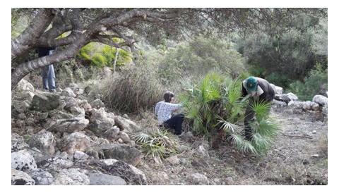 Comença la tasca de neteja del jaciment arqueològic Es Claper des Gegants