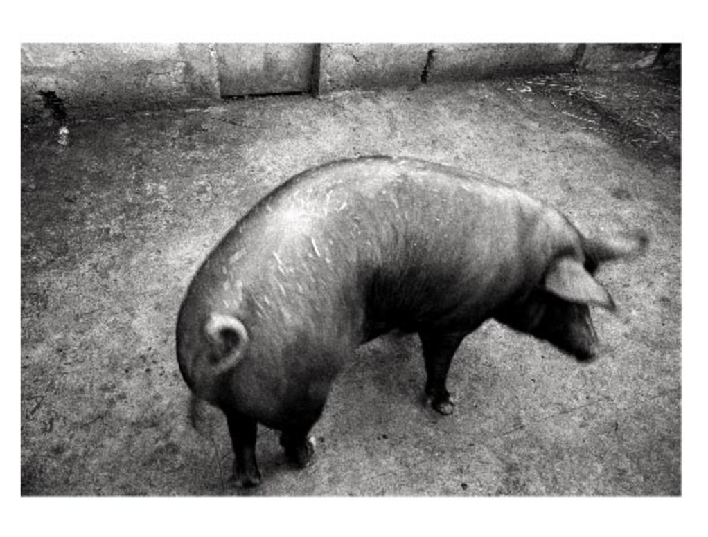 "Matances"  Fotografia