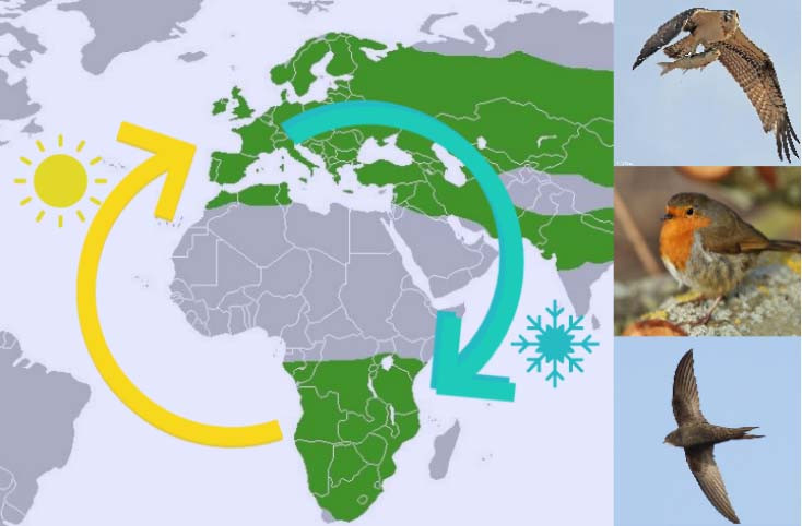 AUS MIGRATÒRIES