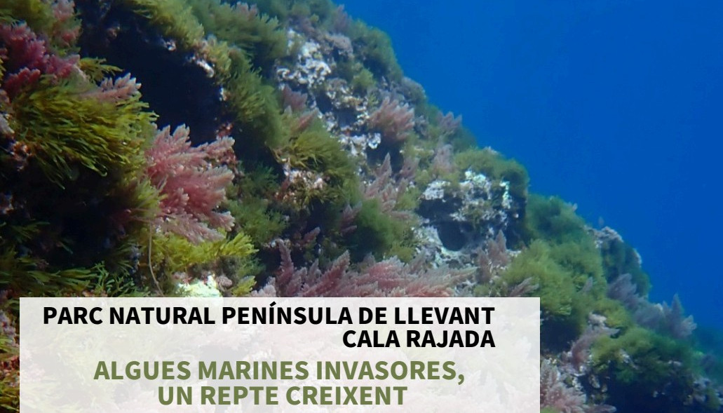 CALA RAJADA ALGUES MARINES INVASORES, UN REPTE CREIXENT