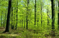 Activitats pel Dia Mundial Forestal