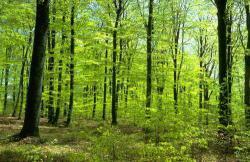 Activitats pel Dia Mundial Forestal