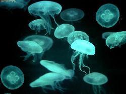 Xerrada formació sobre meduses