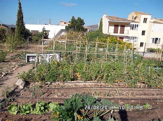 Els horts urbans de Capdepera ja han donat els seus primers fruits