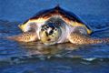 Informació sobre les tortugues marines