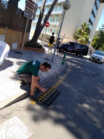 La presència del moscard tigre augmenta a Capdepera 