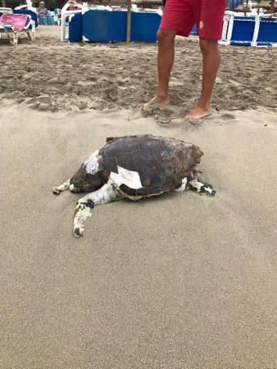 Ha aparegut el cadàver d'una tortuga marina a Canyamel