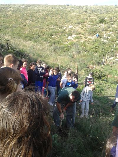 Plantació d’arbres amb els col·legis S’Auba i i S’Alzinar