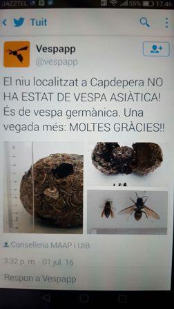 El niu trobat a Capdepera és de vespa germànica