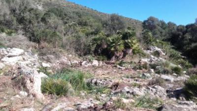 El poblat talaiòtic el Claper dels Gegants treu a la llum part de les estructures després de la neteja vegetal