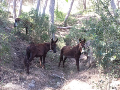 L’Ajuntament de Capdepera signa un conveni amb Natura Parc per netejar solars municipals amb ases