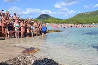 El Centre de Recuperació de Fauna Marina de Palma Aquarium amolla la tortuga Cannoli a cala Agulla