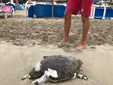 Ha aparegut el cadàver d'una tortuga marina a Canyamel