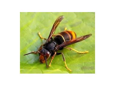 Informació sobre l’eruga barrinadora del garballó i la vespa asiàtica