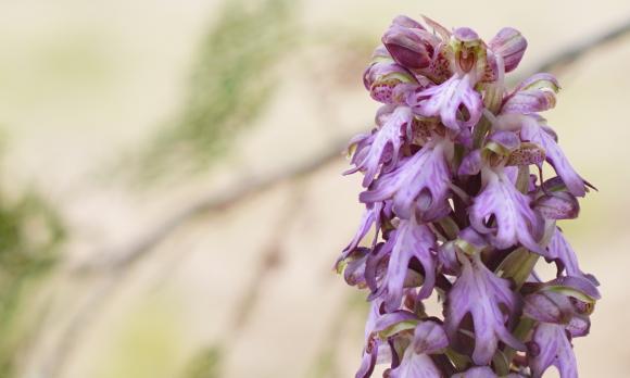 HISTÒRIES D'ORQUÍDEES