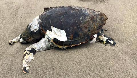 Ha aparegut el cadàver d'una tortuga marina a Canyamel